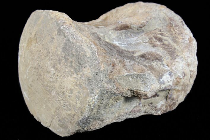 Mosasaur (Platecarpus) Caudal Vertebra - Kansas #73696